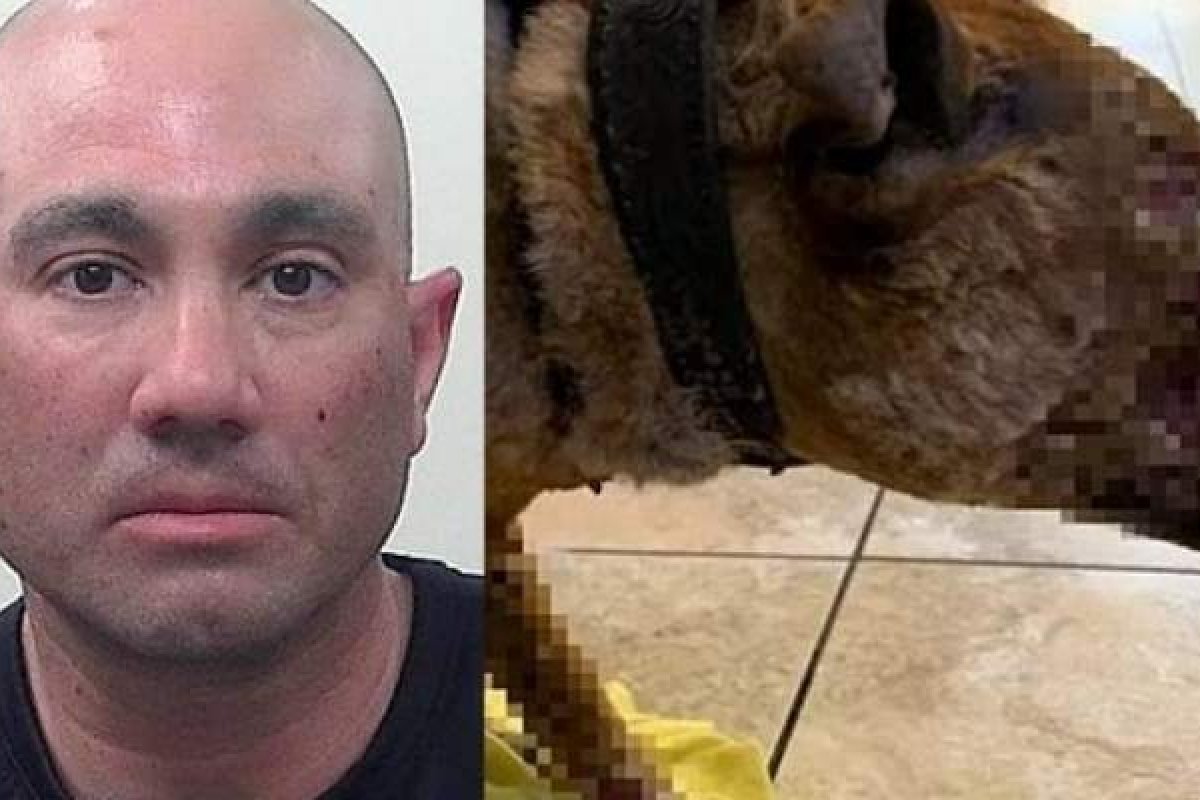 Homem é preso após atear fogo em cadela da ex-namorada