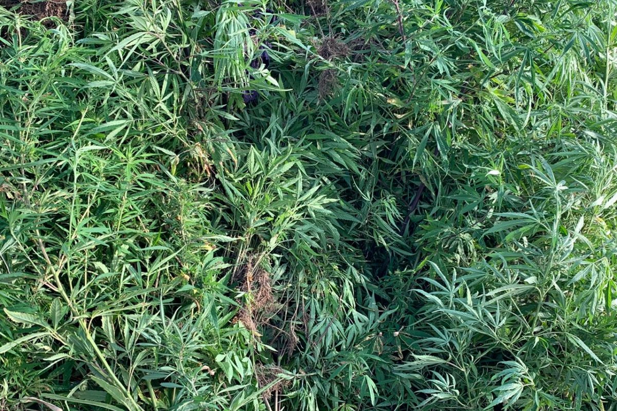 Cinco mil pés de maconha são apreendidas em Abaré