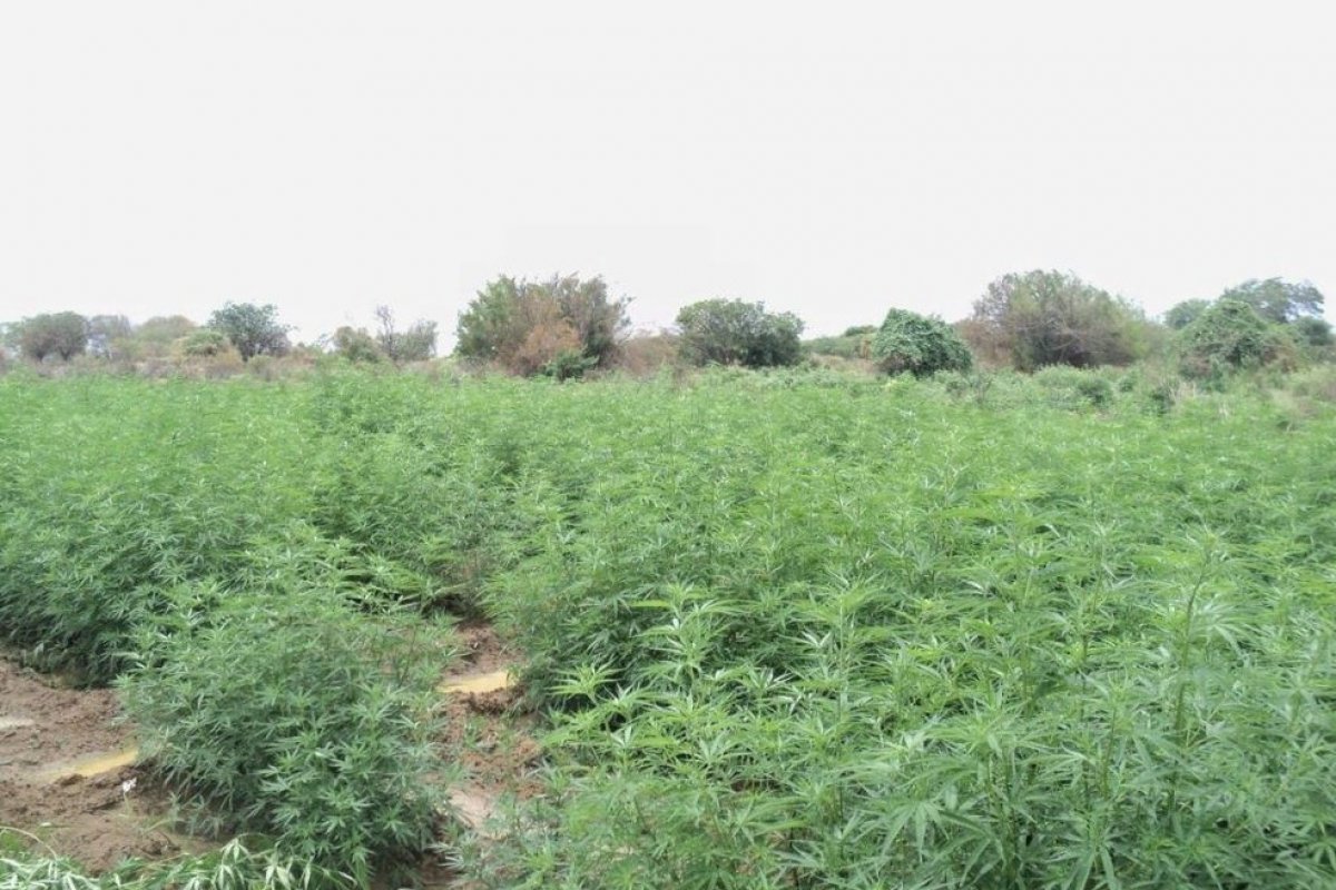 Polícia destrói plantação com mais de 30 mil pés de maconha no norte da Bahia