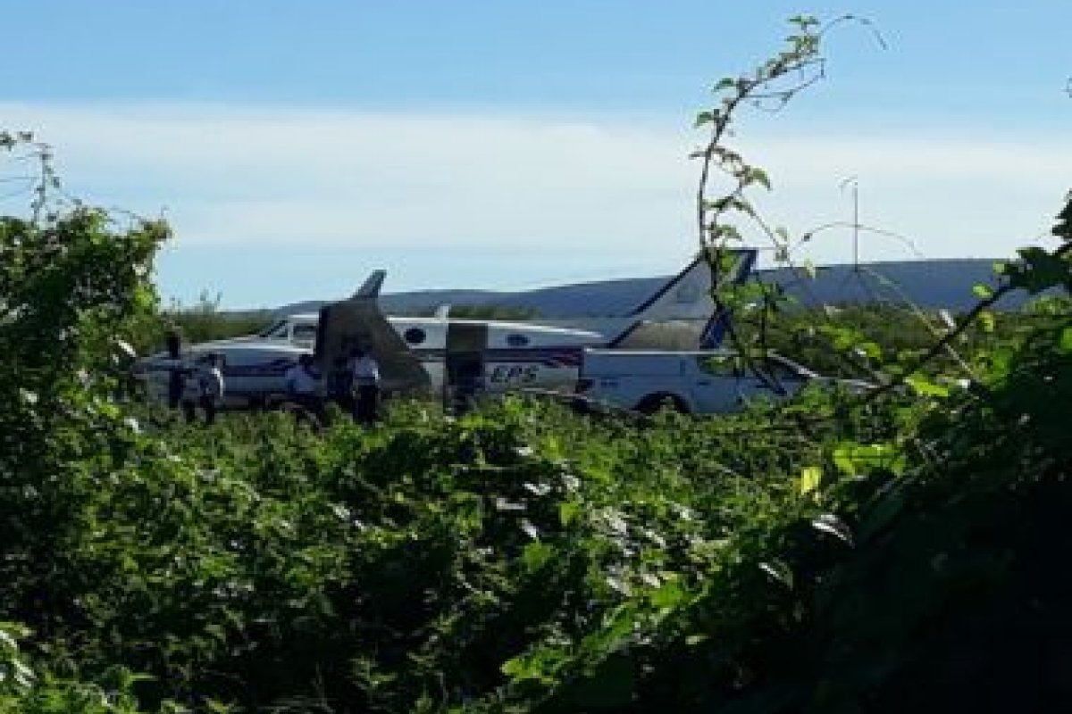 Anac vai apurar acidente entre avião do governo e jumentos