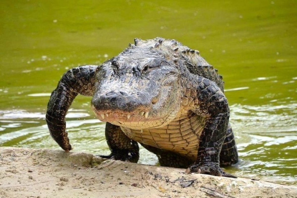 Província da África do Sul emite alerta de fuga em massa de crocodilos
