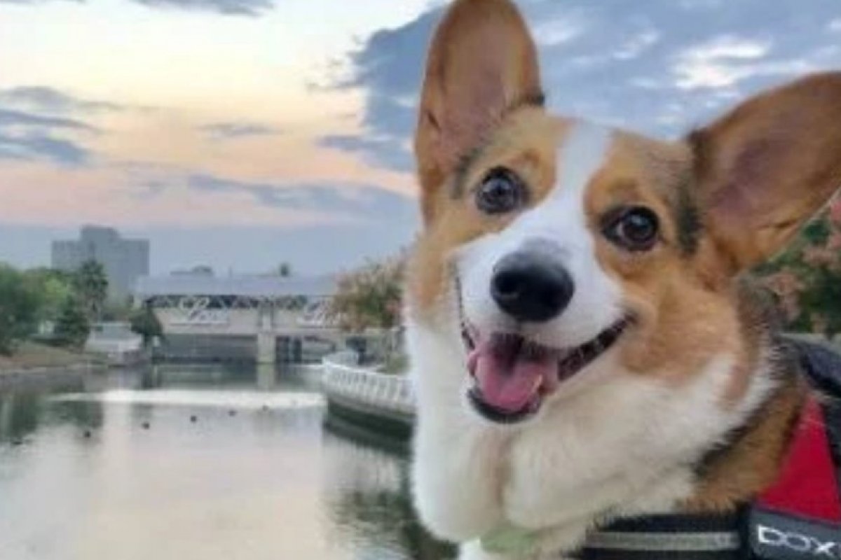 Rainha Elizabeth II ganha dois novos amiguinhos para passar o isolamento social no Reino Unido