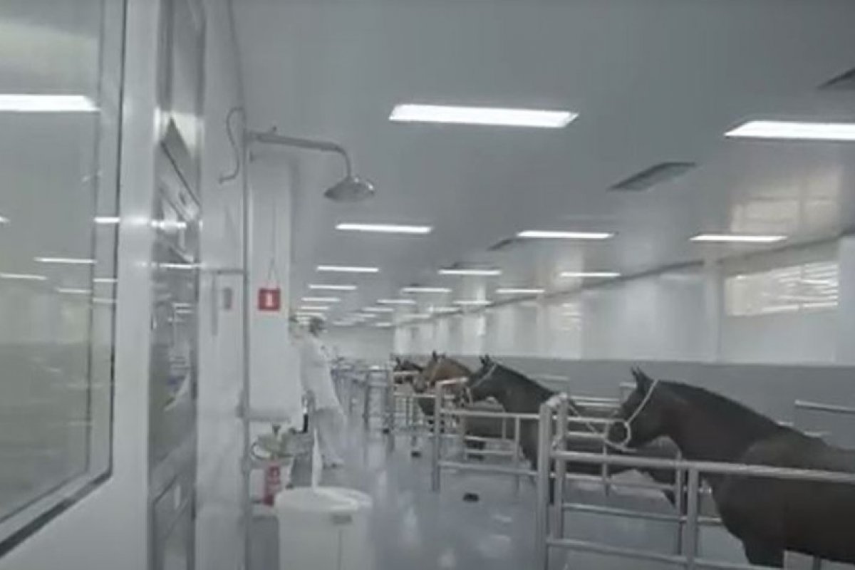 Saiba como anticorpos de cavalos podem ajudar em novo tratamento contra a Covid-19