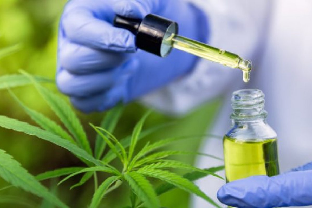 Justiça libera produção de remédios a base de maconha após pressão de médicos e cientistas