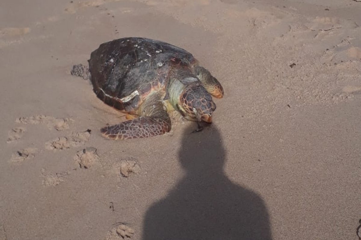 Tartarugas marinhas são encontradas mortas em praia de Salvador