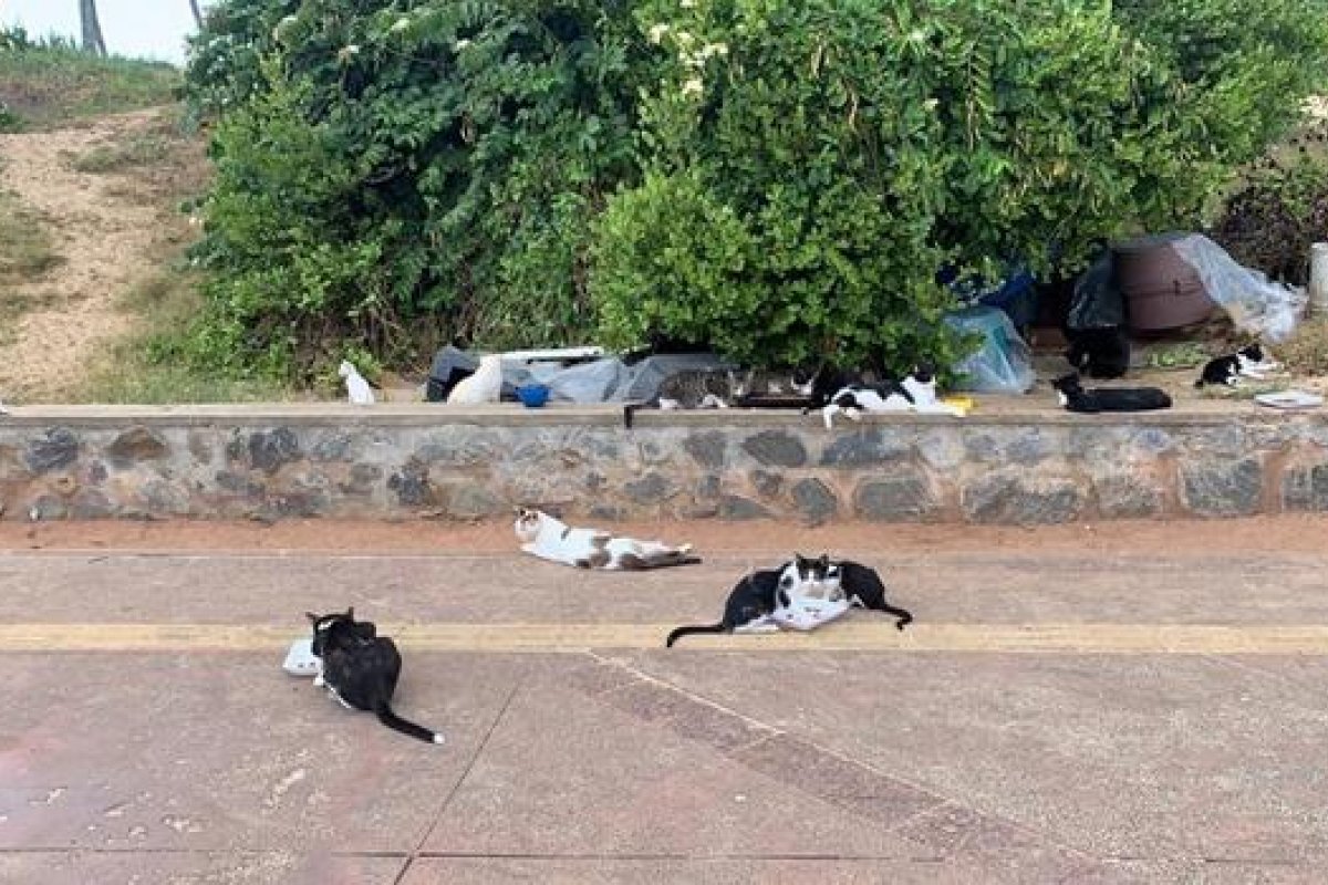 Megaoperação tenta acabar com grande colônia de gatos abandonados em Salvador