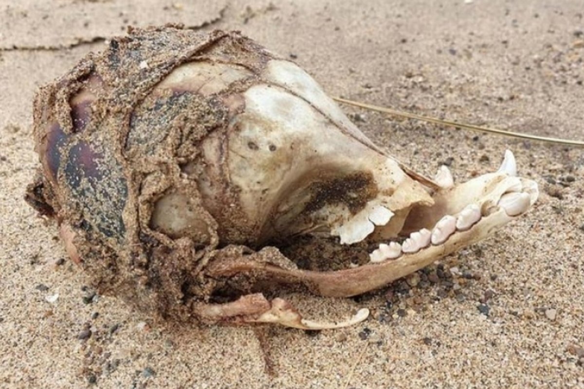 Caveira misteriosa é encontrada na Inglaterra