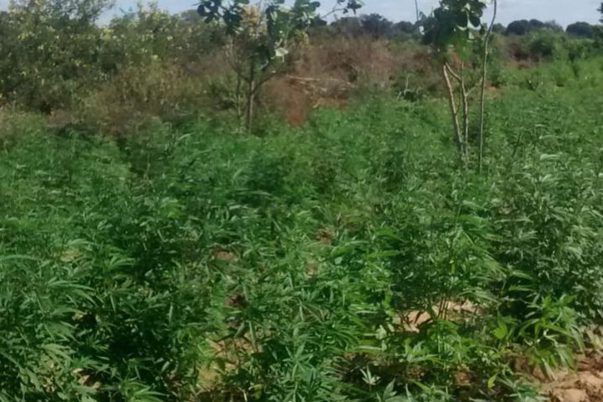 PM localiza 20 mil pés de maconha no município de Curaçá