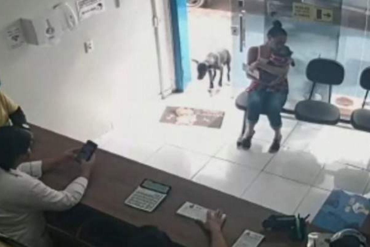 Cão doente entra sozinho em clínica veterinária e recebe atendimento 