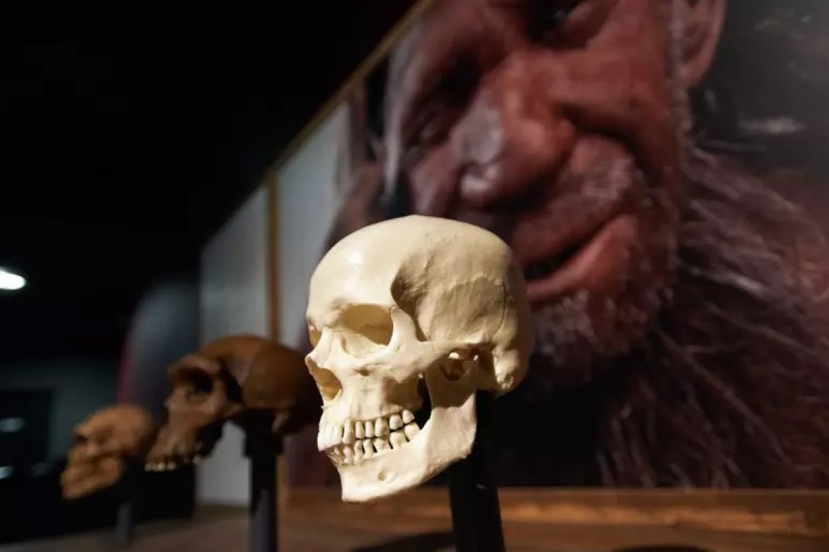 Estudo aponta que neandertais sumiram da Europa há cerca de 40 mil anos