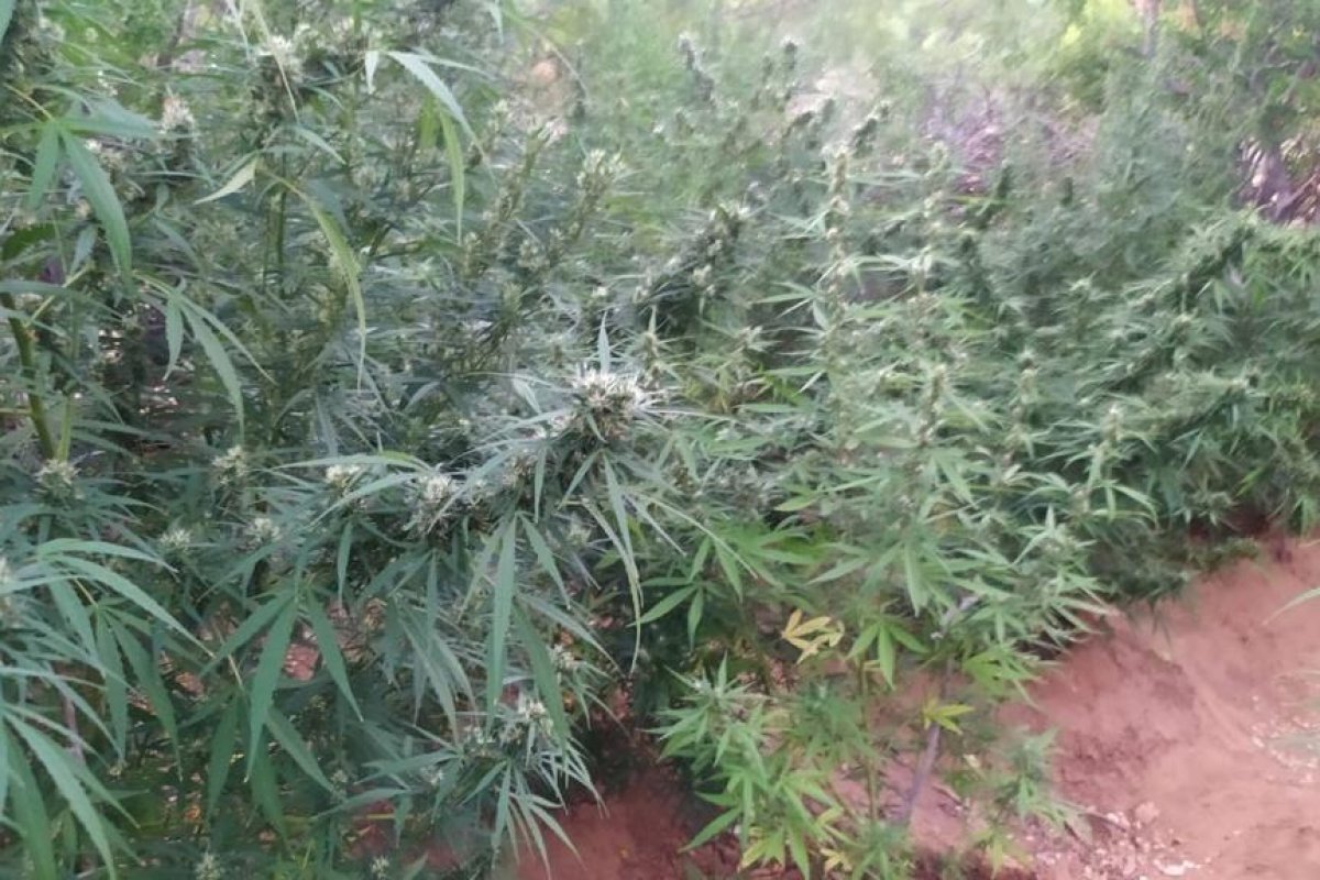 PM erradica plantação com 1.000 pés de maconha no norte da Bahia