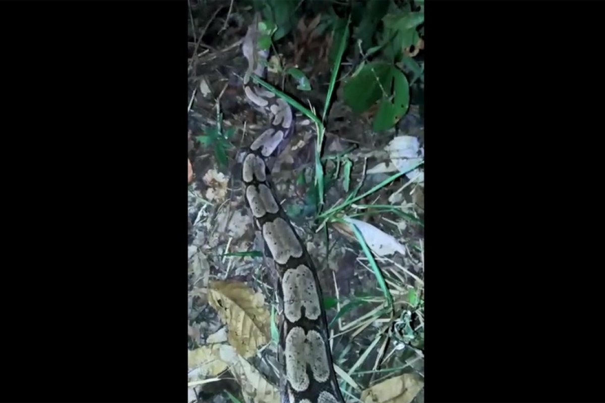 Jiboia é resgatada após ser encontrada em frente a uma casa no sul da Bahia