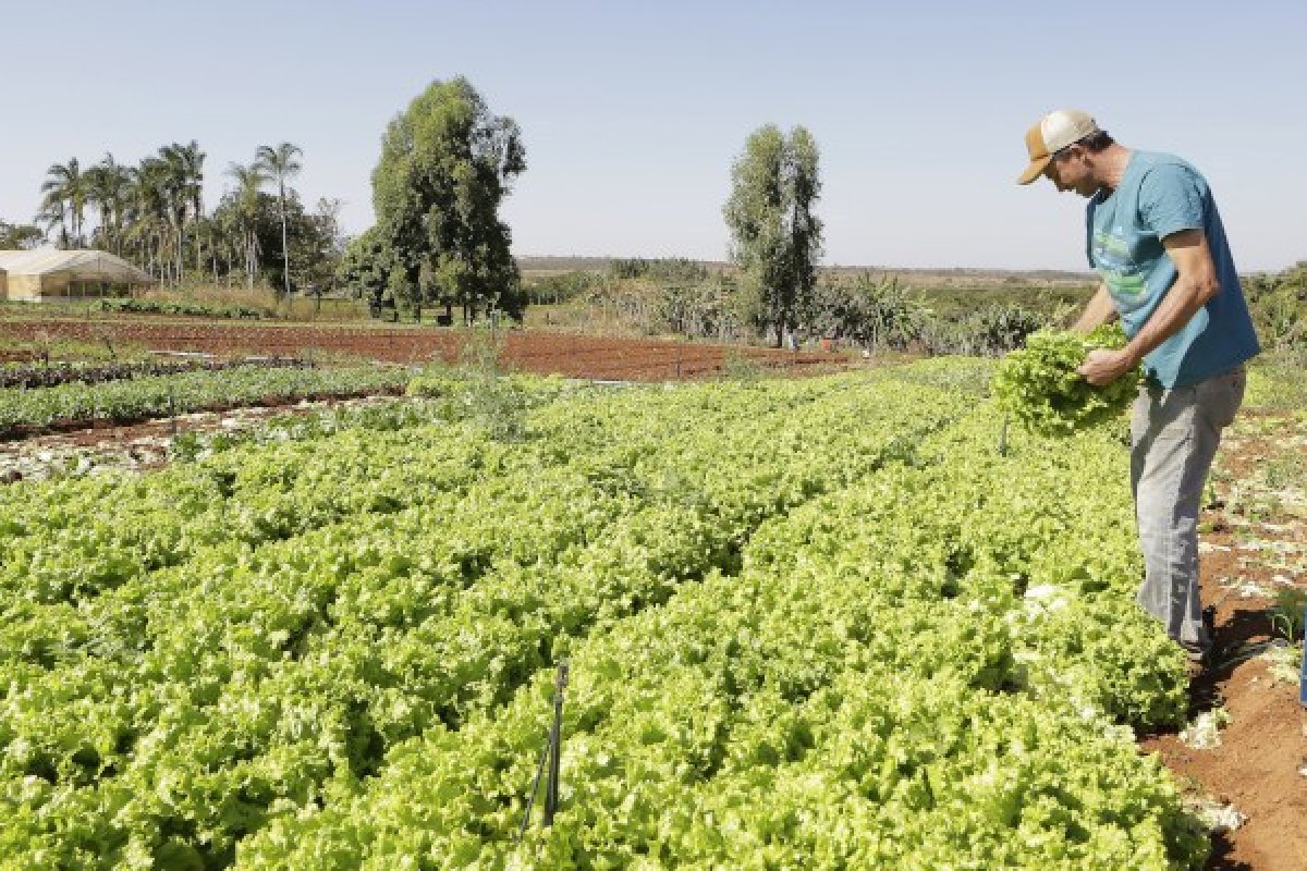 Pronaf deve adicionar mais de R$ 2 bilhões em investimentos