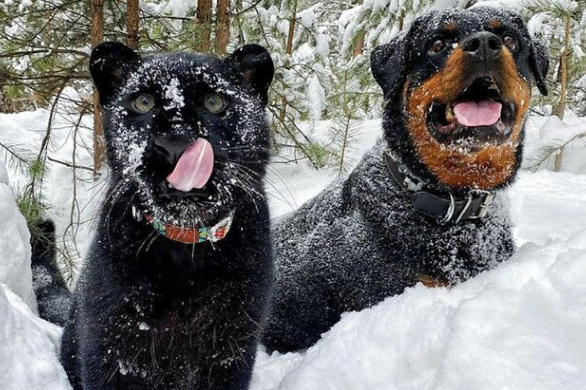 Pantera resgatada faz amizade com rottweiler e faz sucesso nas redes sociais