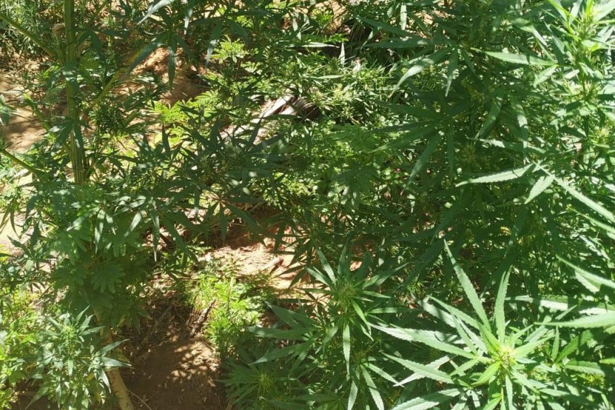 Plantação com 11 mil pés de maconha é encontrada no norte da Bahia