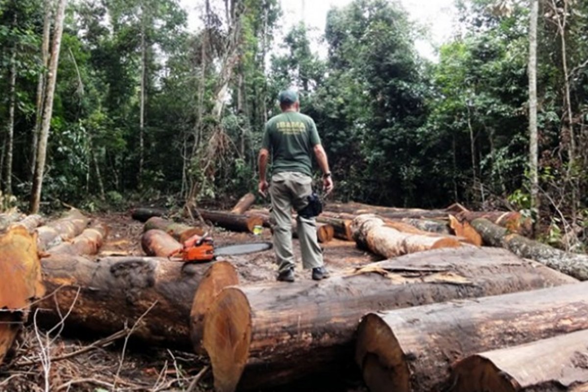 Segundo IBGE, Pará é o estado com maior redução de área florestal desde 2000
