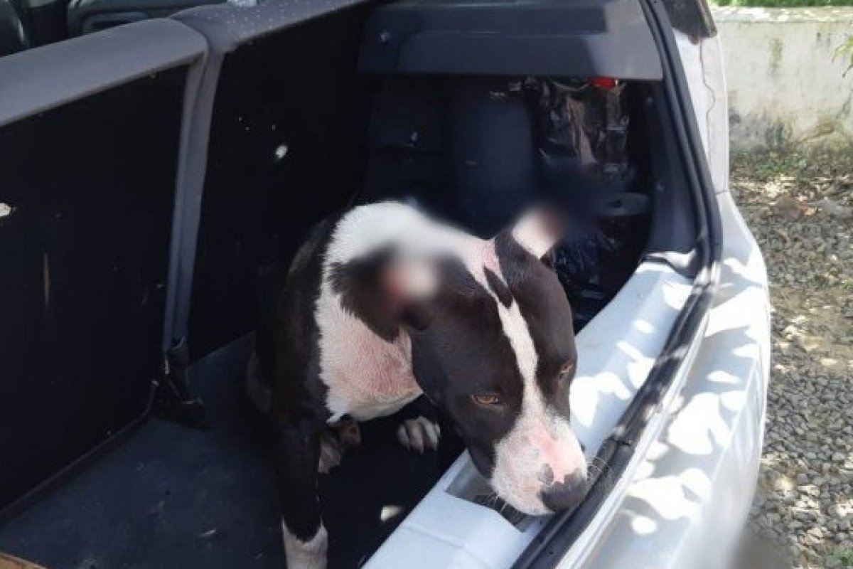 Vítima de maus-tratos, cachorro é resgatado de porta-malas na BR-116