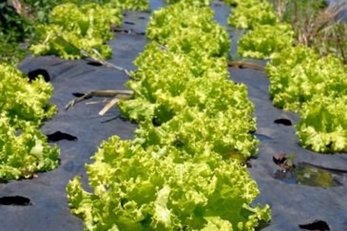 País desenvolve tecnologia mais resistente ao calor para lavouras