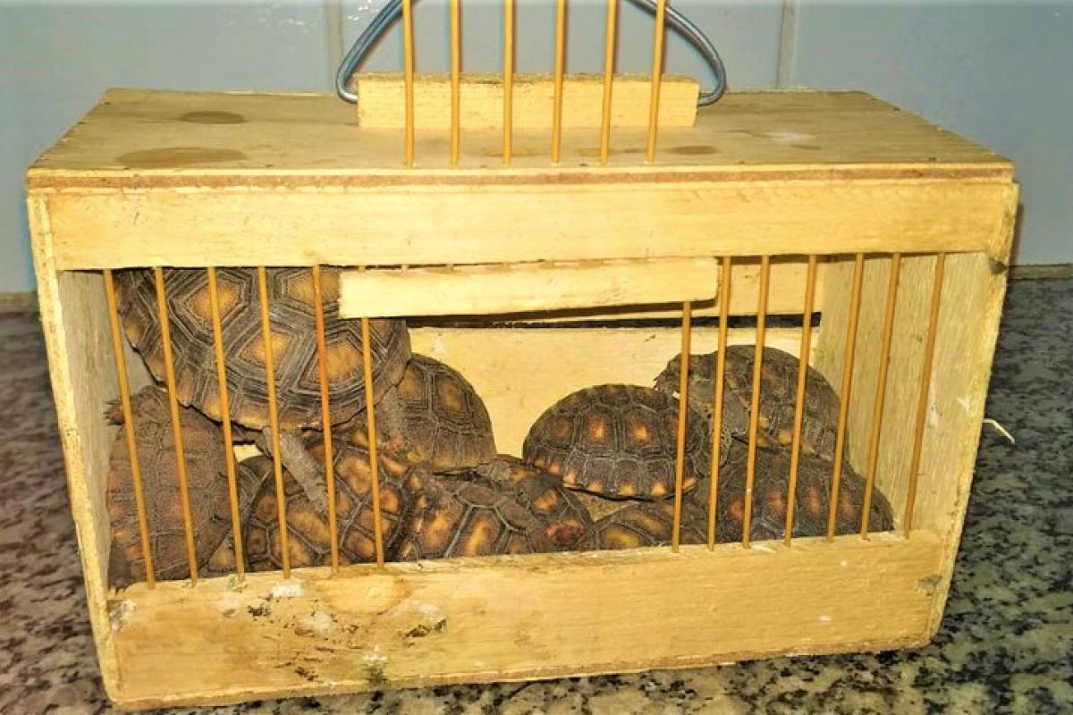 Dois homens são presos após serem flagrados com 13 filhotes de jabuti na BR 110