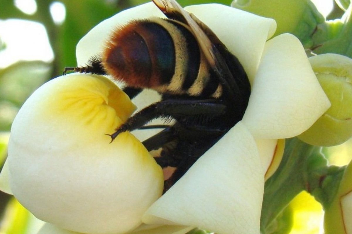 Brasil finaliza primeira etapa de testes com soro inédito para picadas múltiplas de abelhas