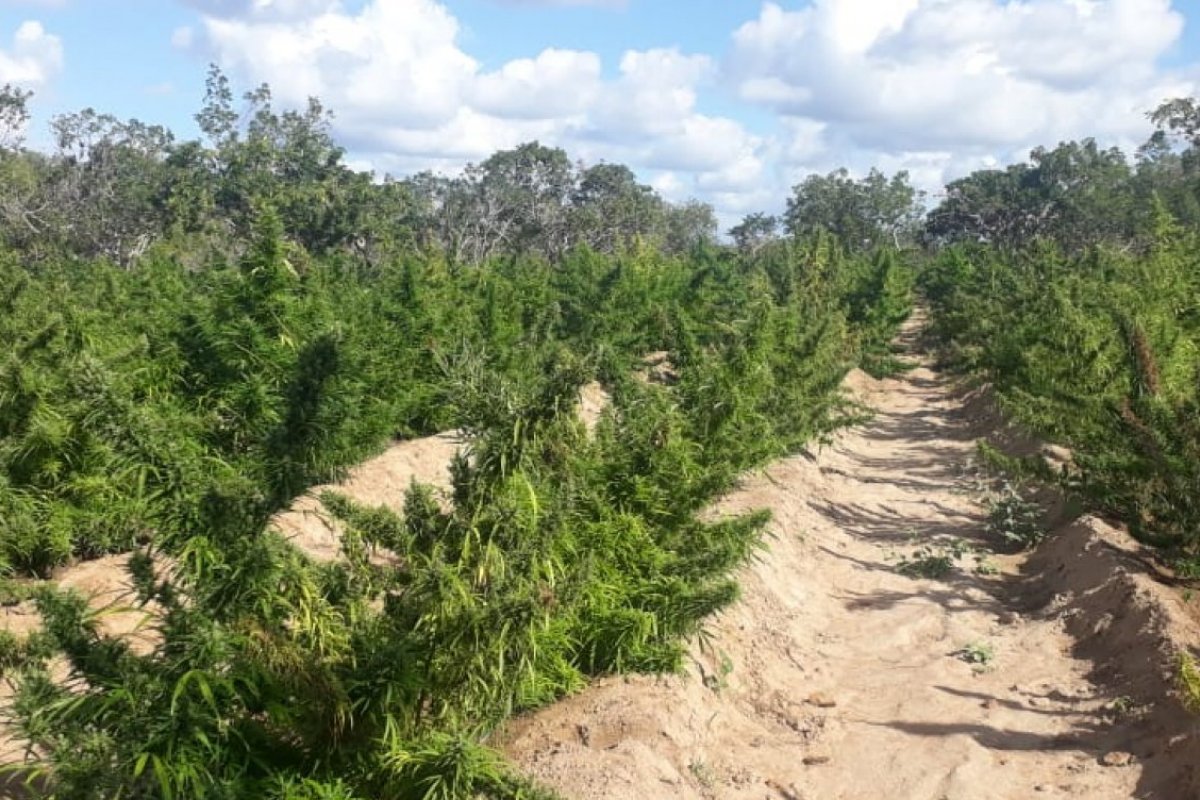 Em oito dias, polícia apreende mais de 1,7 tonelada de maconha na Bahia
