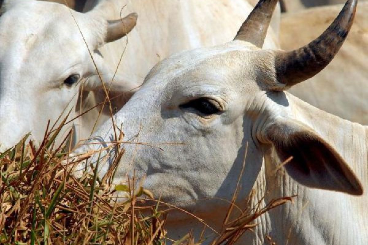 CNA prevê Valor Bruto de Produção de R$ 1,17 trilhão em 2021
