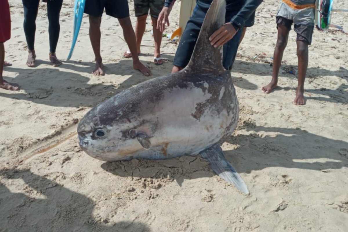 Peixe raro e exótico é encontrado em praia em Fortaleza