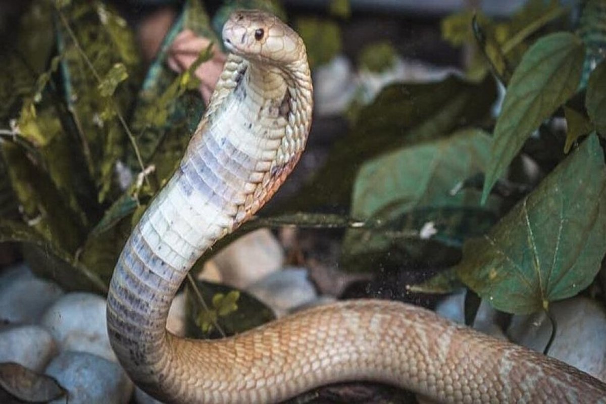 Menino de 10 anos morre após ser picado por cobra em Queimadas