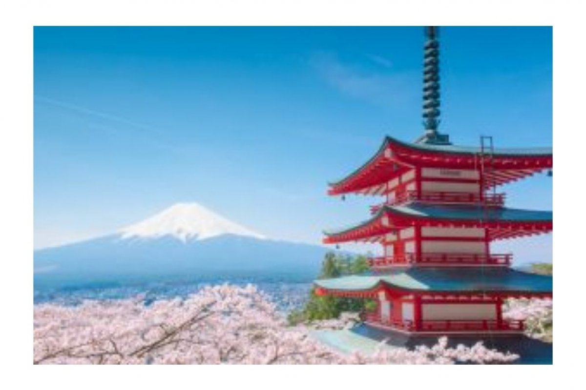 7 curiosidades sobre a florada das cerejeiras no Japão