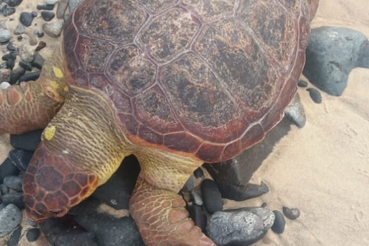 Dez tartarugas são encontradas mortas em Salvador nesta segunda (26)