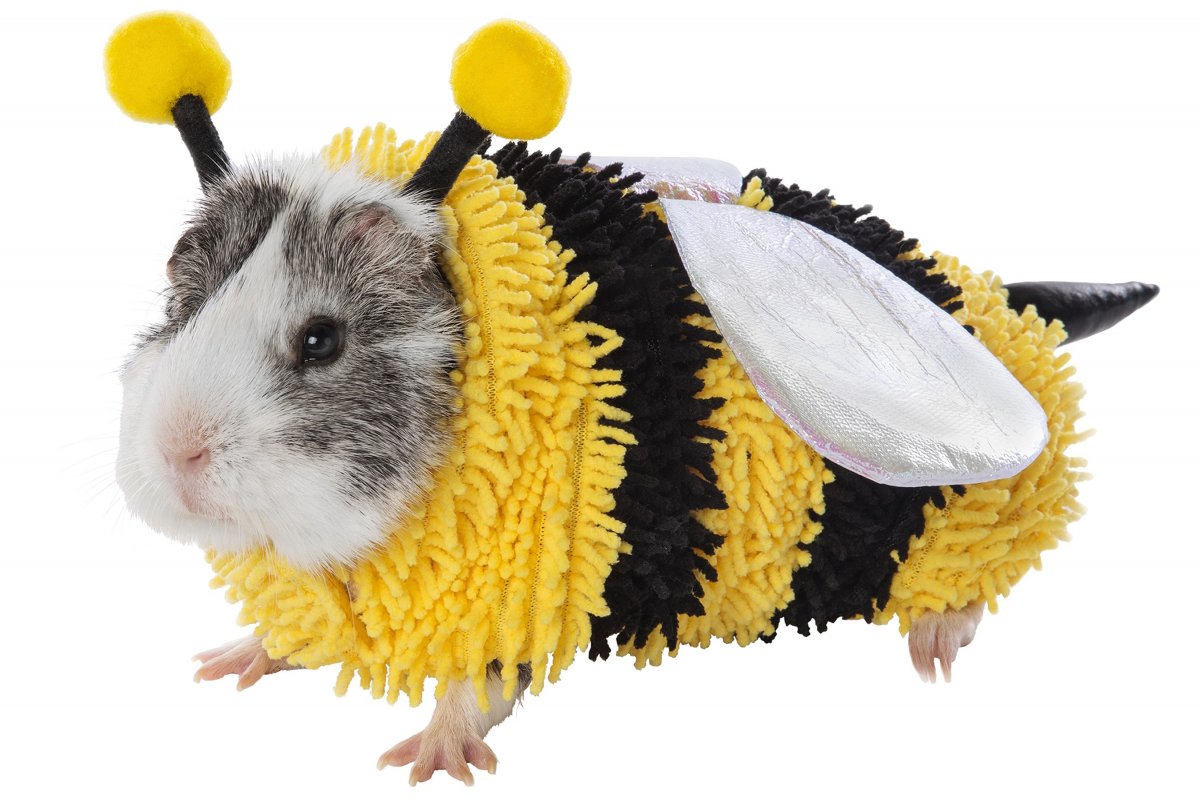 Marca lança linha de fantasias para porquinhos-da-índia!