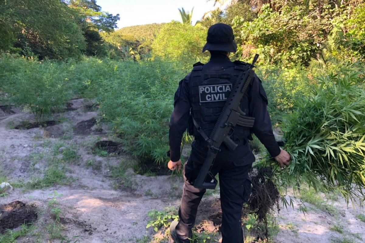 Polícia erradica cerca de quatro mil pés de maconha no oeste da Bahia