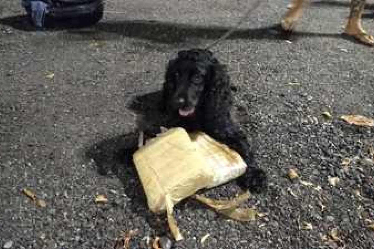 Draco apreende R$ 50 mil em skunk, com ajuda de cão farejador