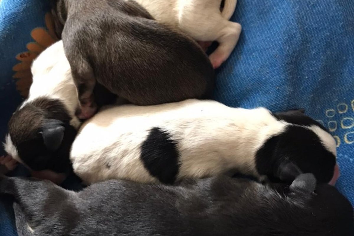 Filhotes de cachorro são salvos por coletores de dentro de travesseiro costurado