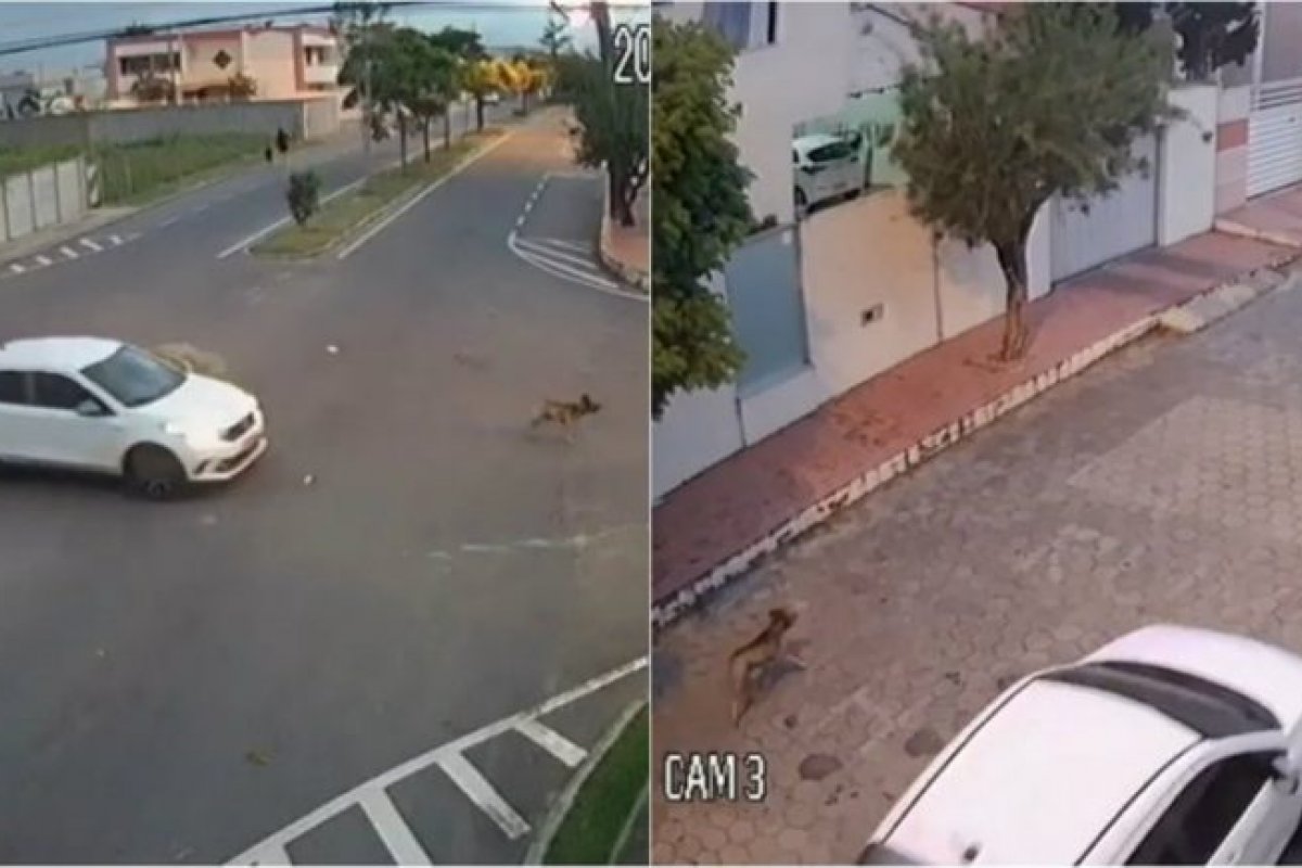 Cão é perseguido e assassinado a tiros no Espirito Santo 