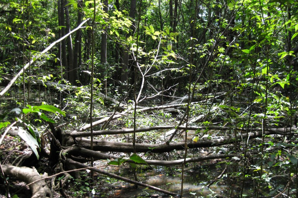 Países ricos descumprem acordos para proteção ambiental, diz Itamaraty