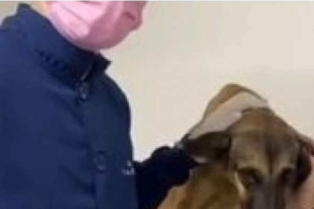 Cadela com sinais de estupro é resgatada na Barra, em Salvador