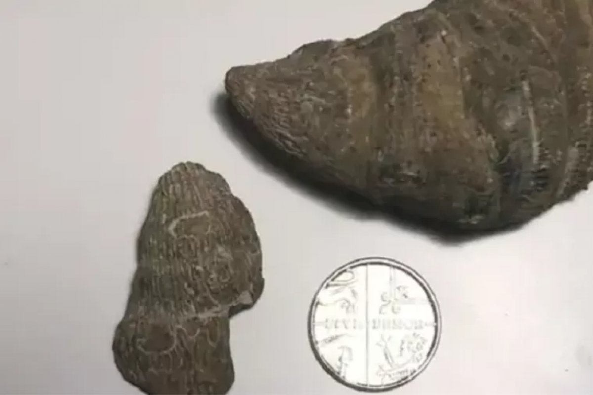 Menino inglês de 6 anos acha fóssil paleozoico ao cavar no quintal de casa