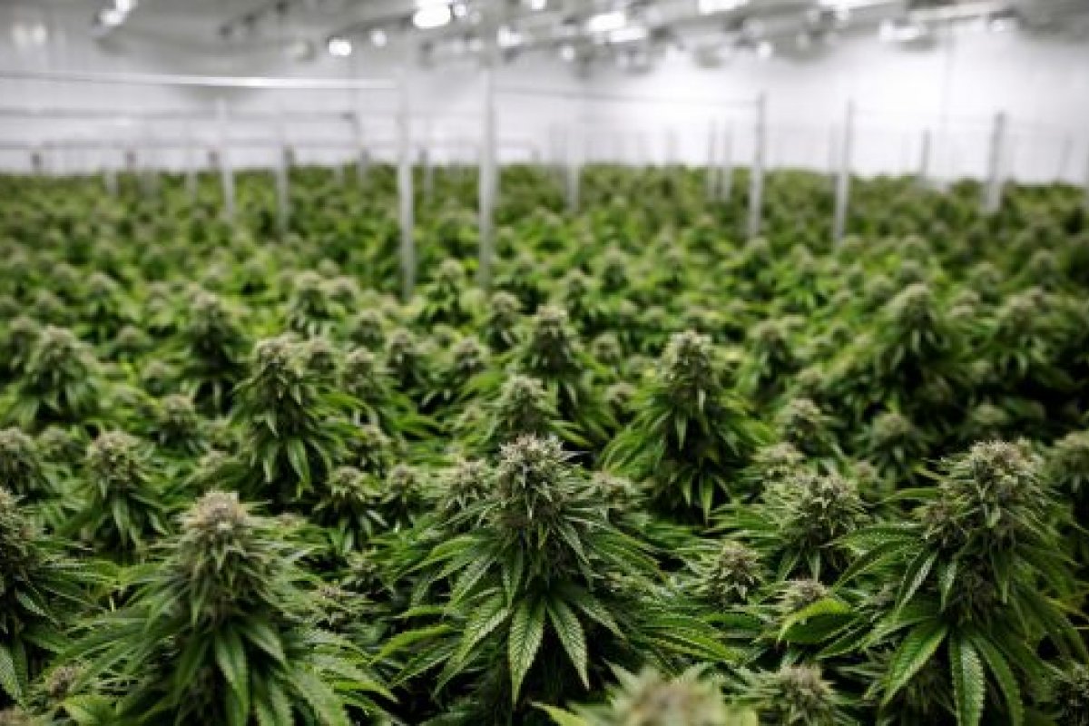 Câmara e Senado do estado de Nova York aprovam legalização das drogas