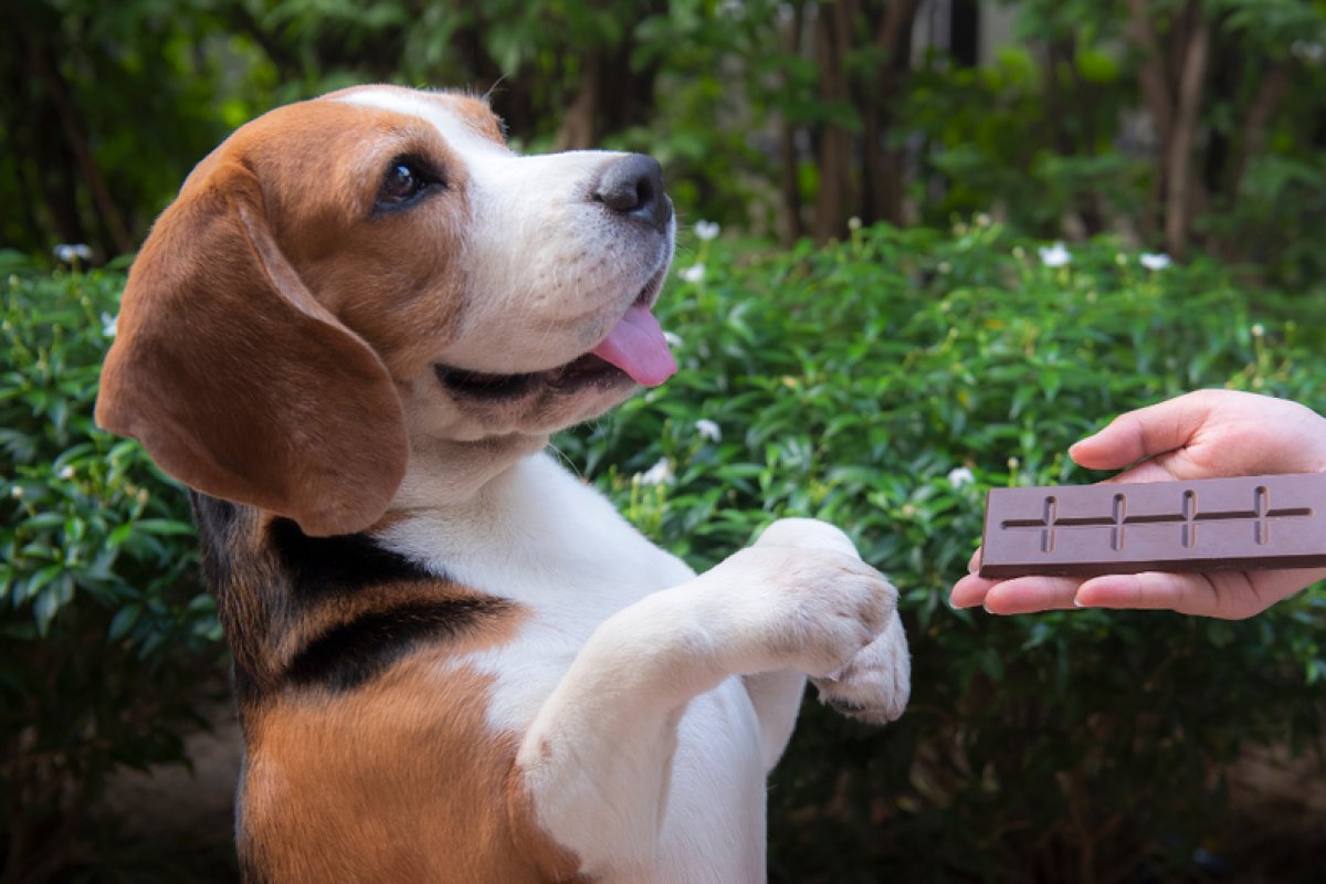 Entenda porque não pode dar chocolate aos pets