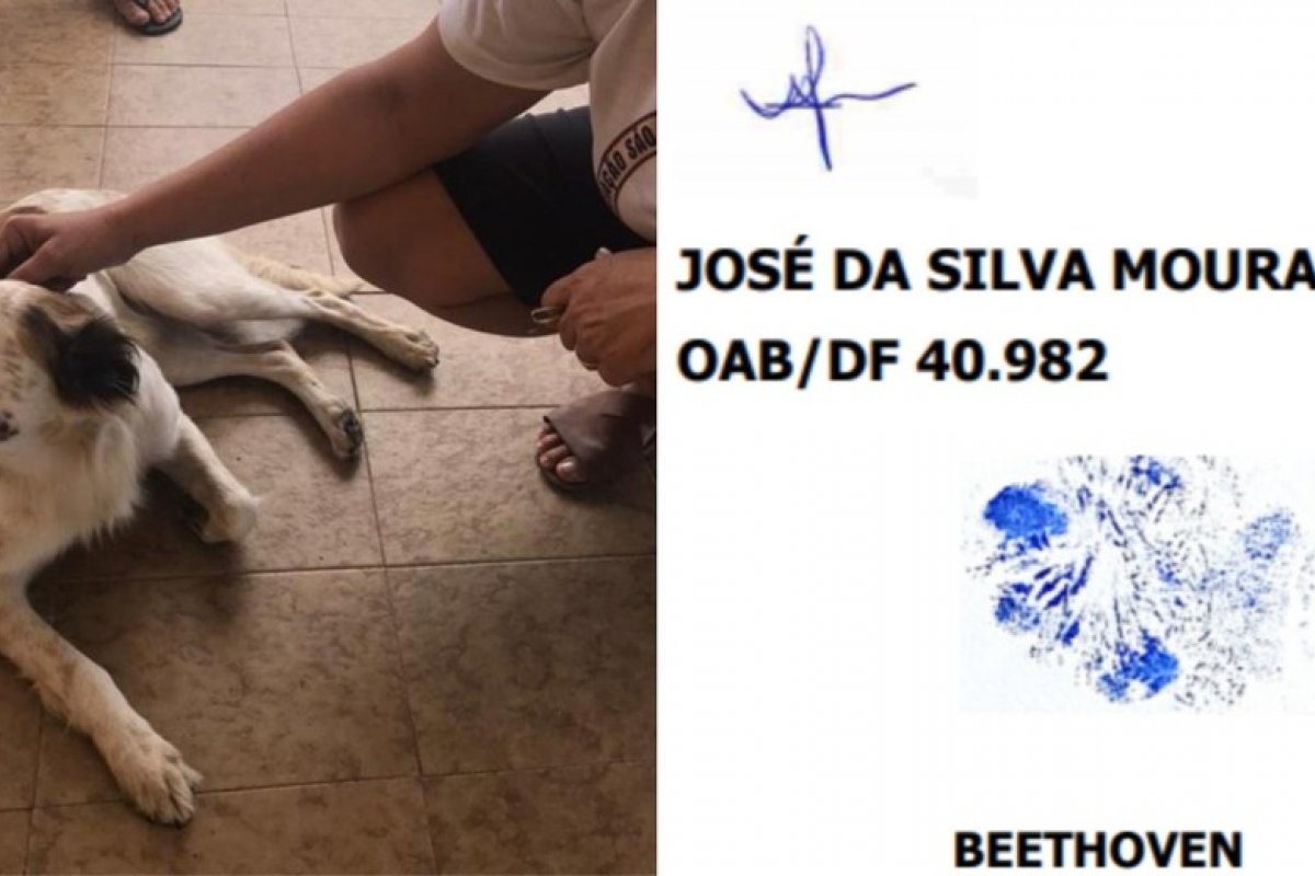 Cachorro "entra" com ação na Justiça contra agressor e assina petição com pata