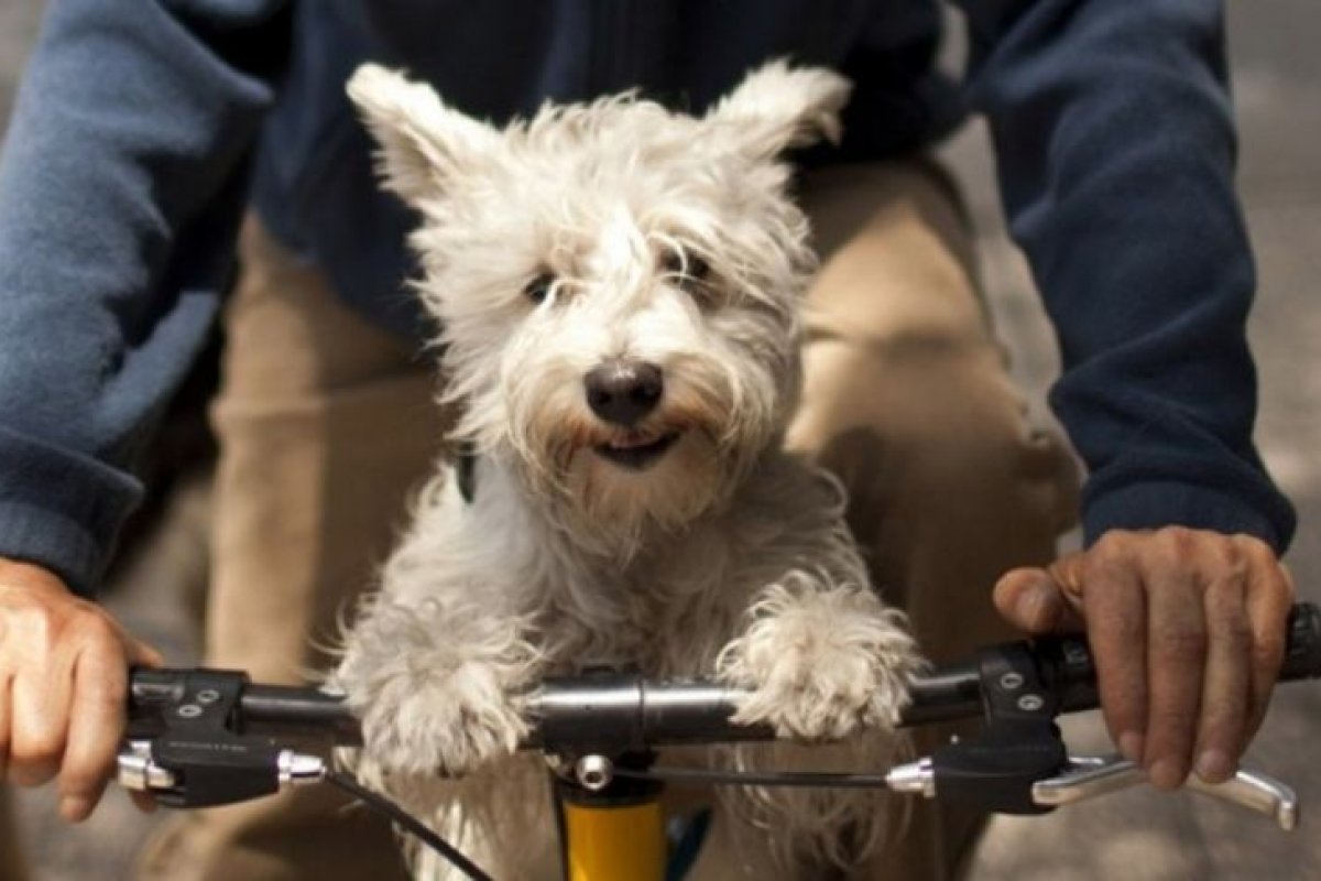 Pais de animais domésticos dizem que não teriam suportados pandemia sem os pets