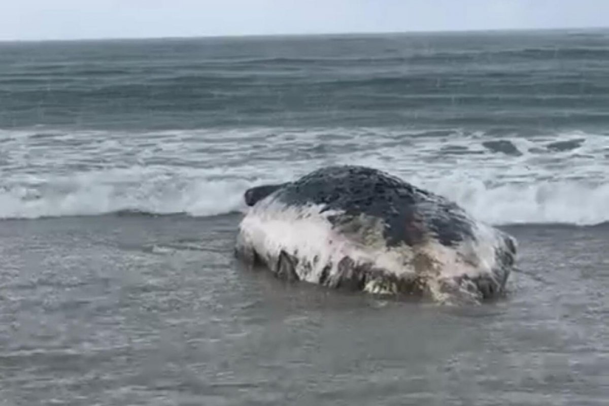 Baleia é encontrada morta na Ilha de Itaparica, na Bahia