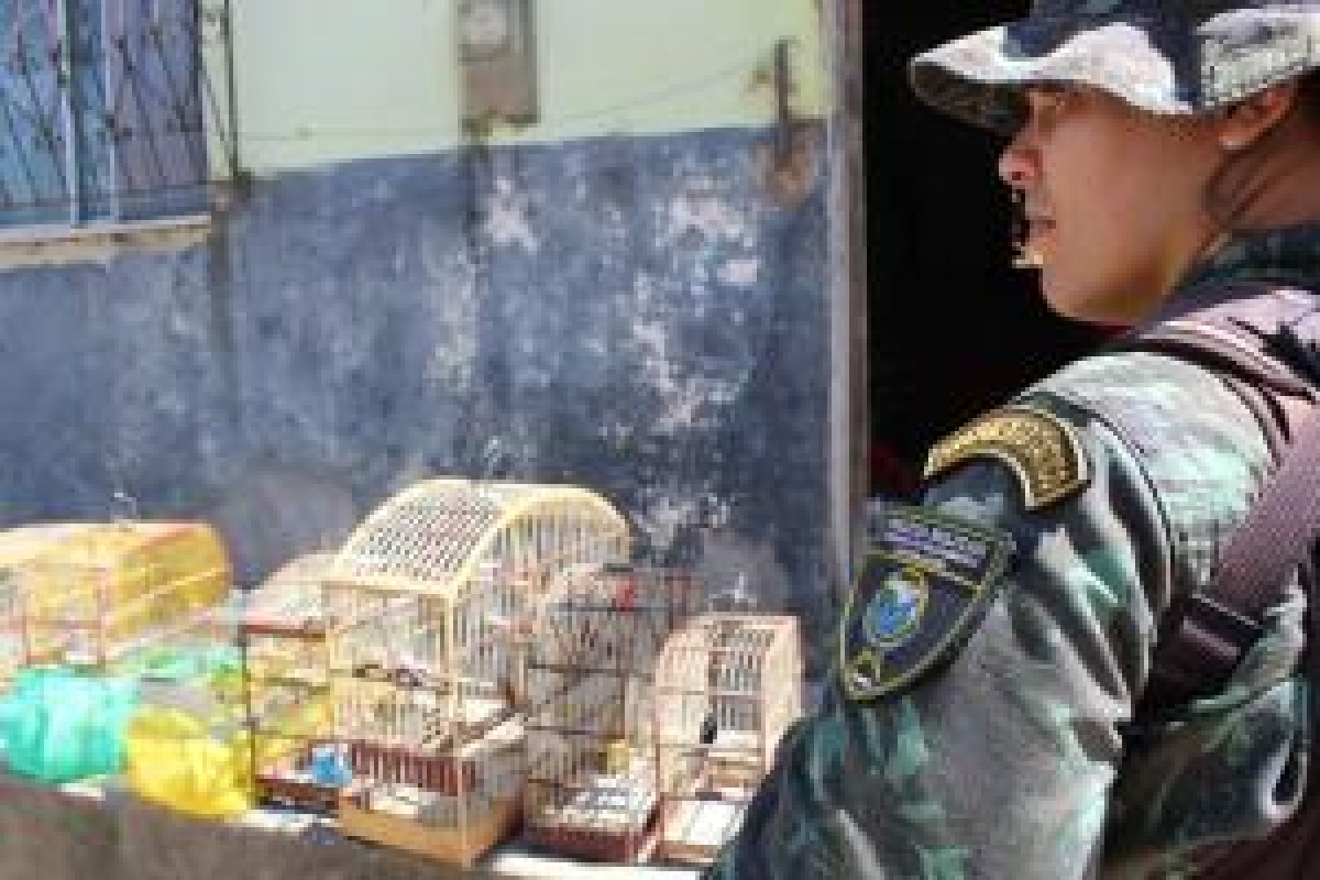 Operação resgata 575 animais silvestres no sul da Bahia