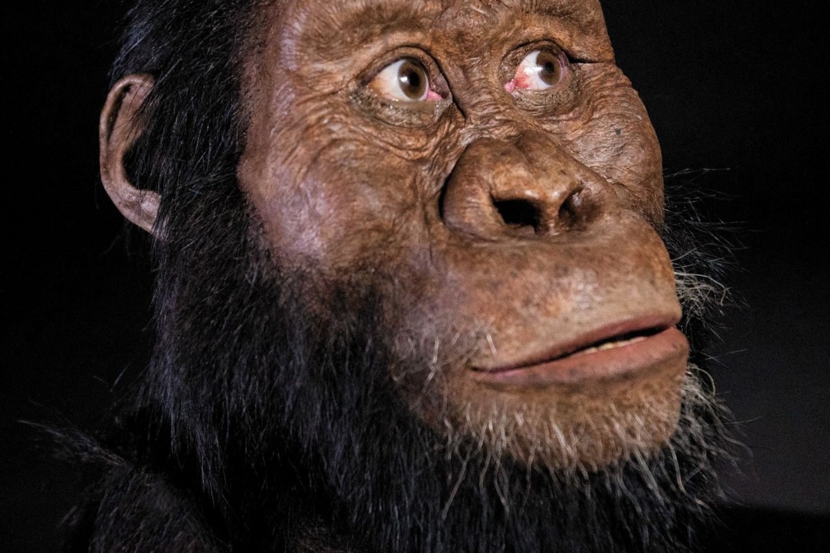 Divulgado hoje que fóssil com 3,8 milhões de anos foi encontrado na Etiópia