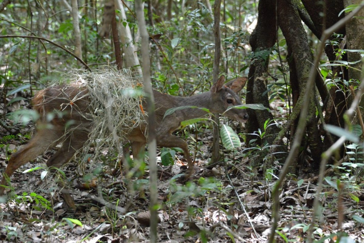 Animais silvestres apreendidos em operações policiais são soltos em reserva particular no litoral norte da Bahia