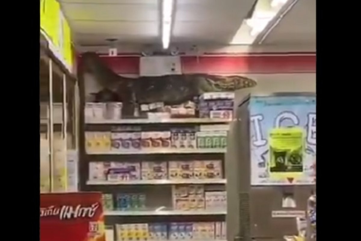 Vídeo: lagarto enorme invade supermercado e sobe em prateleiras