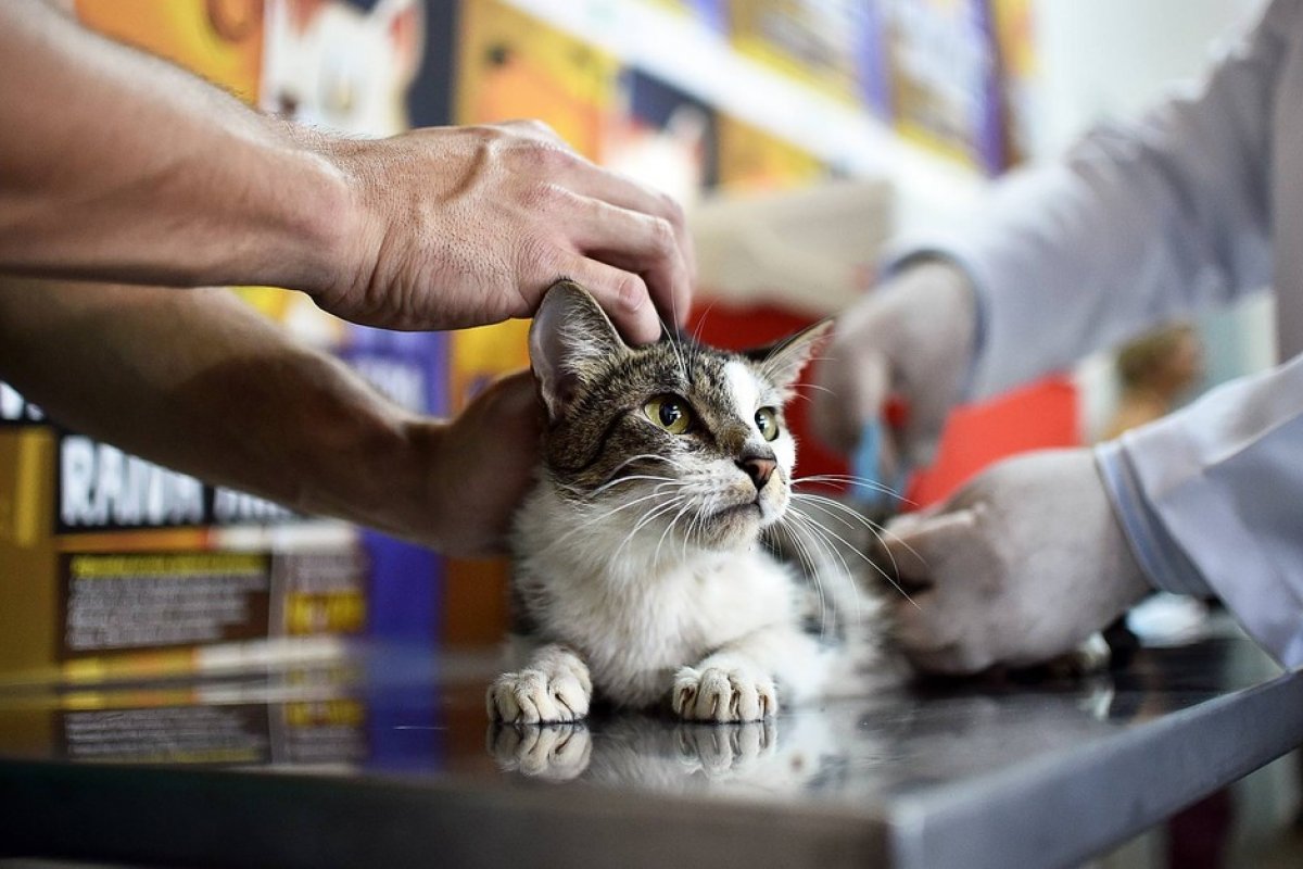Cirurgias veterinárias devem ser suspensas para reduzir uso de insumos