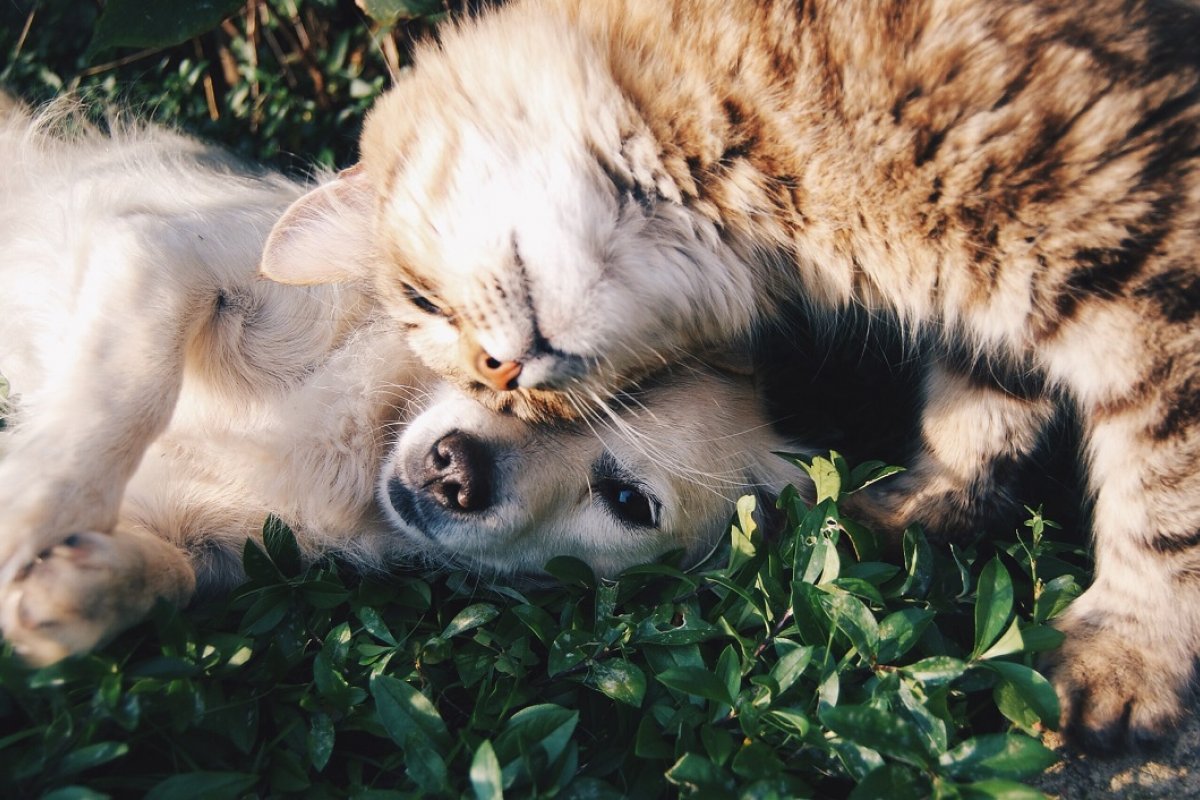 Covid-19: 13% dos animais com tutores infectados também testaram para a doença, diz estudo
