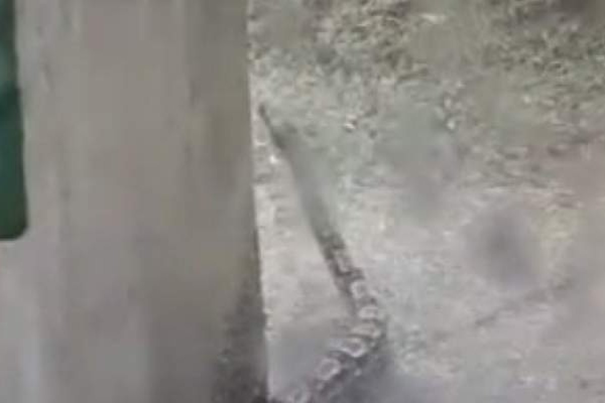 Vídeo: Cobra é flagrada em quintal no Bairro da Paz, em Salvador